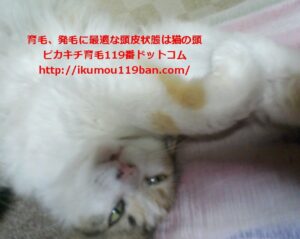 育毛、発毛に最適な頭皮状態は猫の頭@ピカキチ