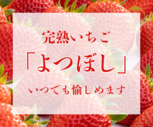 y よつぼし 202307141615300280