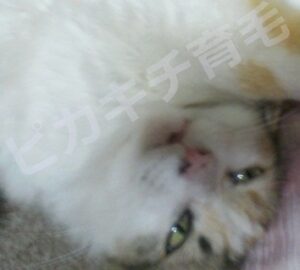 育毛、発毛に最適な頭皮状態は猫の頭@ピカキチpk
