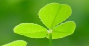 i-育毛ikumou hair-growth2-300x157